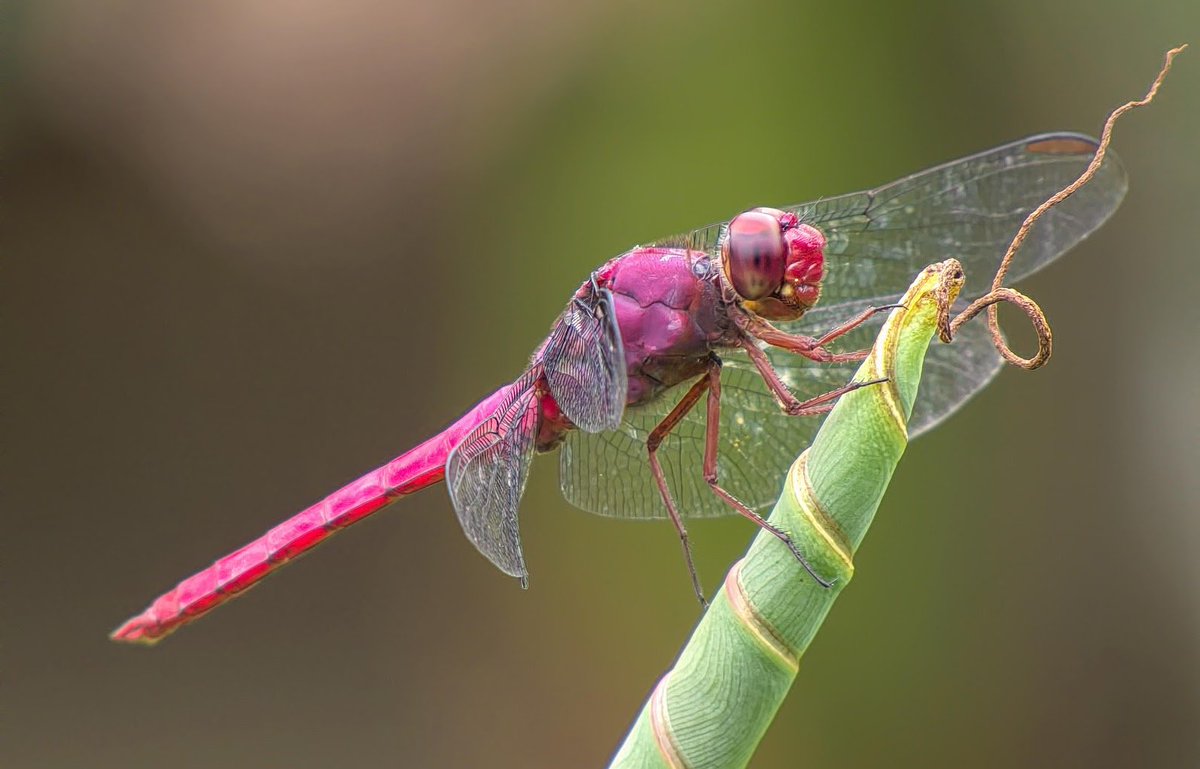 Picture Credit: HCNH Naturalist Sandy Stoecker