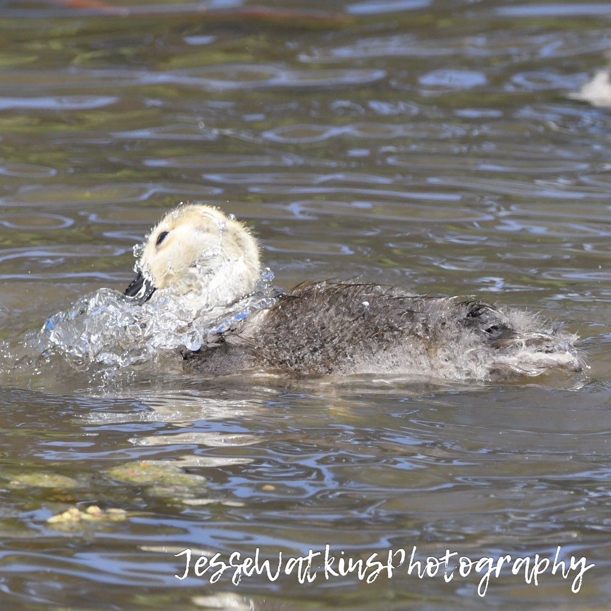 Goslings!!!! Nikon D500 Sigma 150-600mm Jesse Watkins Photography #godscreation #goslings #canadageese #geese #gosling #ducksunlimited #wildfowl #birds #birdphotography #birding #birdphotographer