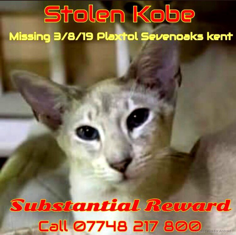 PLEASE keep looking out for KOBE who was #STOLEN on AUGUST 3 2019 from #Sevenoaks #Kent #TN15 Utterly devoted Mum @FindKobe refuses to give up #HOPE and will NEVER stop searching for him❤️🙏🏻 > animalsearchuk.co.uk/ALP372978 PLEASE SHARE/RT✔️ #HELP #cats #LOST #MISSING #REWARD #FindKobe