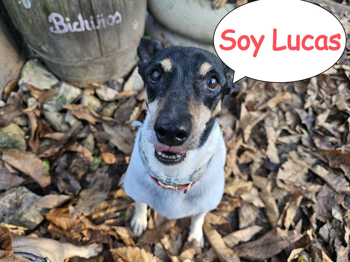 planetazarpa's tweet photo. Hola familia bonita🐾
Que tal lleváis el domingo?
#Lucas y nosotras os deseamos un día bonito y también os pedimos un rt para llegar a cualquier rincón y así encontrar #UnHogarParaLucas 🙏🏼
@Ainhara69 @raquelstrr @julcruzf @Quima23 @Silvia18169 @AlvaroOzores @BlanWhitney @dani_xtv https://t.co/ojriEVnQQr