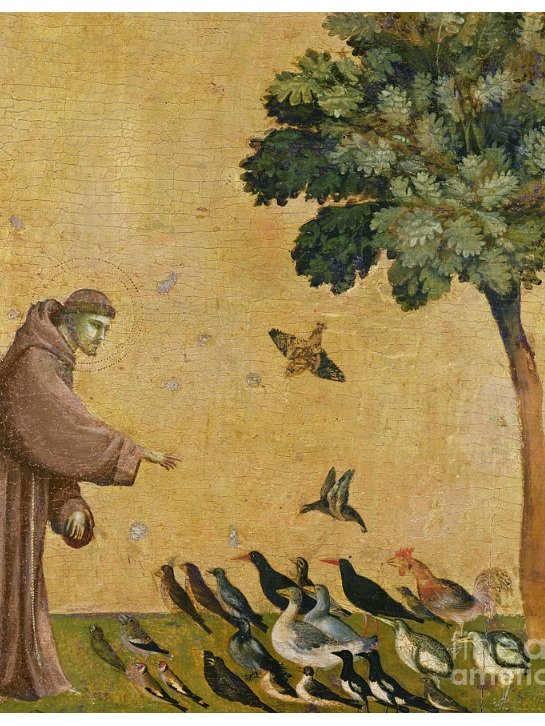 A local artist sent me a picture from a park in #Chapeltown #Leeds 'This reminds me of our conversation about Giotto's painting 'St Francis of Assisi Preaching to the Birds' and how I see #hope through nature's metaphor right here in our park' 
#arttheology #faithandcreativity