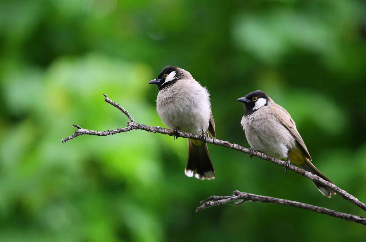 Birdwatching can help students improve their mental health, according to a new study from @NCStateCNR. 🐦 #ThinkAndDo Read: ncst.at/6VUE50RMl2p