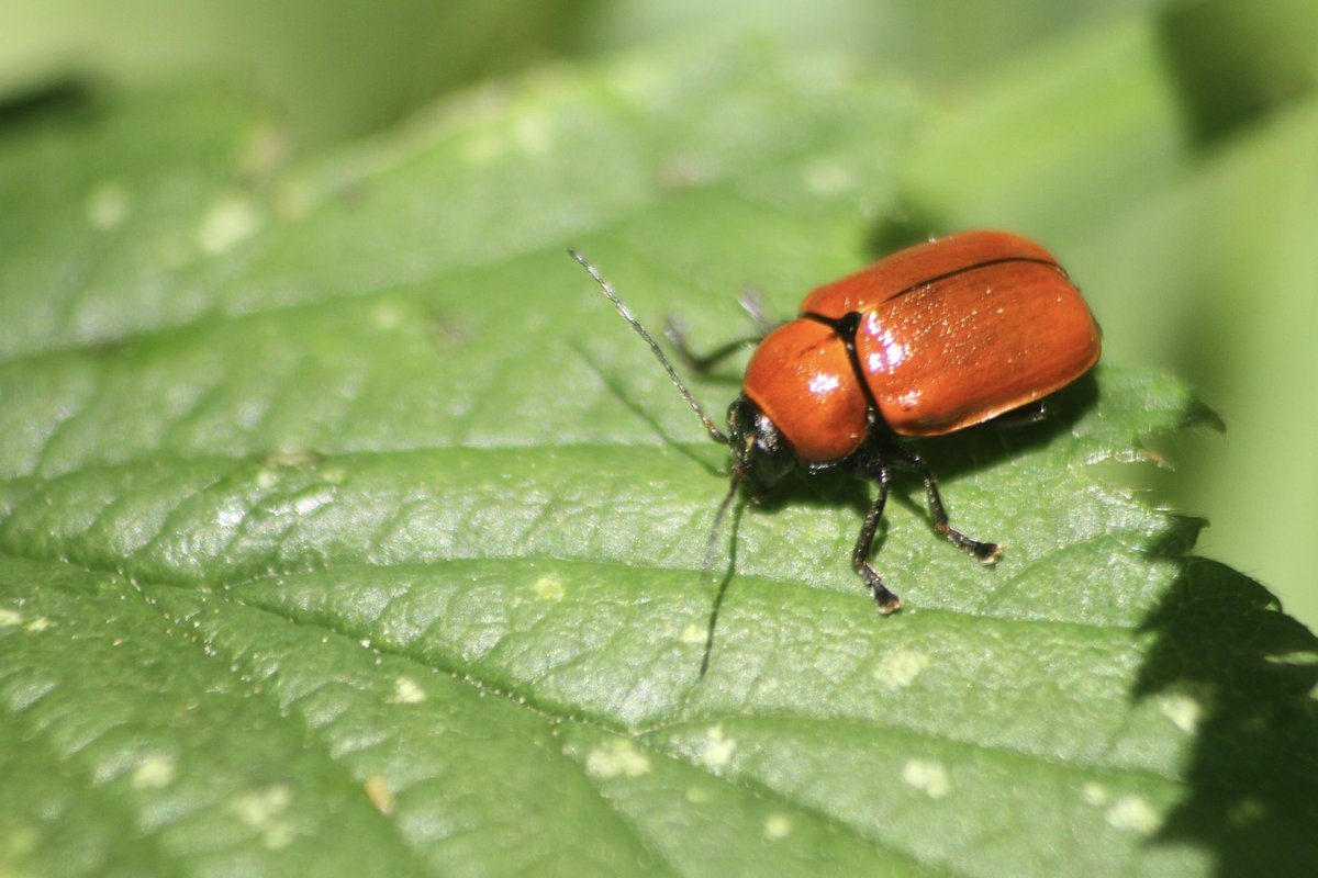 Thrilled to finally photograph a Hazel Pot Beetle at @RSPBSherwood! This female was sunbathing on a leaf, occasionally stretching her wings.