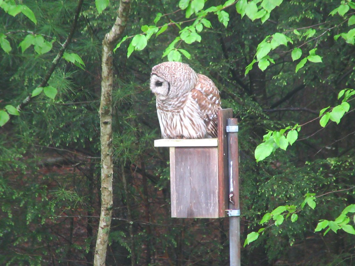 Safigirl17's tweet photo. One of the barred owls used a songbird nest box as a perch overlooking our meadow to search for mice. There are no birds currently in the nest box.
#BarredOwl #NHNature https://t.co/tYpg9WBBo4