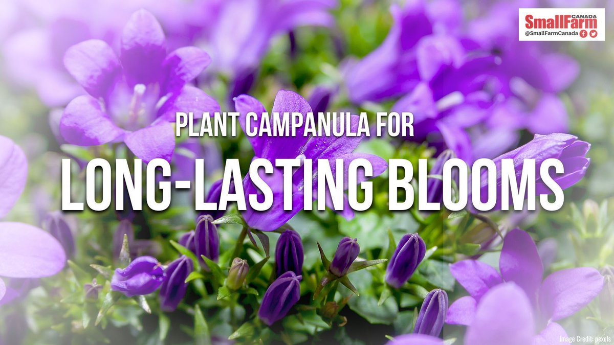 Looking for beautiful blooms with an impressive life span?

Enhance your #garden & brighten up your indoor vases with the beauty blooms of Campanula's!

Add a vibrant display to your outdoor & indoor spaces by following our guide 👇 

smallfarmcanada.ca/gardens-crops/…

#GardeningTips