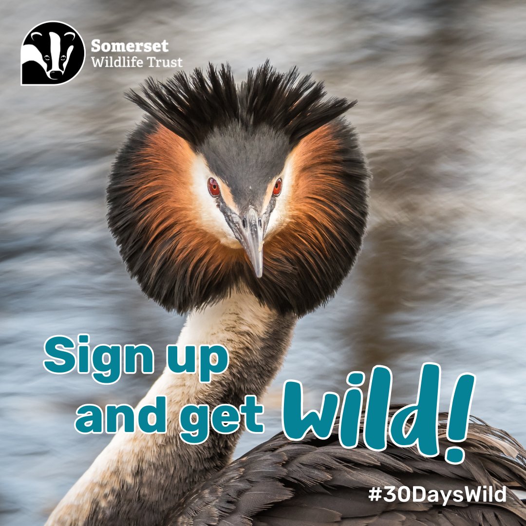 Rediscover your wild side with @WildlifeTrusts #30DaysWild 🐾 Get a daily dose of wildness straight to your inbox throughout June. From activity sheets to wildlife identification guides, find your passion for the great outdoors. Sign up NOW 🦔 wildlifetrusts.org/30dayswild