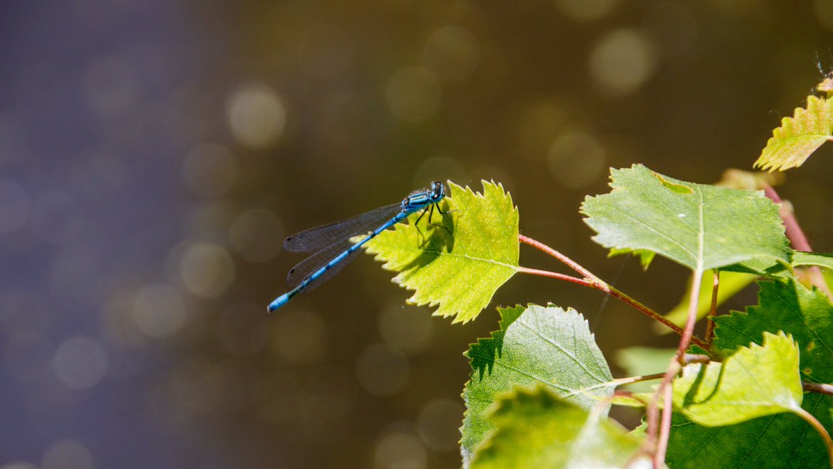 #Damselfly on the #WyrleyandEssingtonCanal this afternoon. #BoatsThatTweet #KeepCanalsAlive #LifesBetterByWater #FundBritainsWaterways #NaturePhotography #BirminghamCanals #BCN #BCNS #WildlifePhotography #WaterwaysPhotography #CanalPhotography waterways.photography