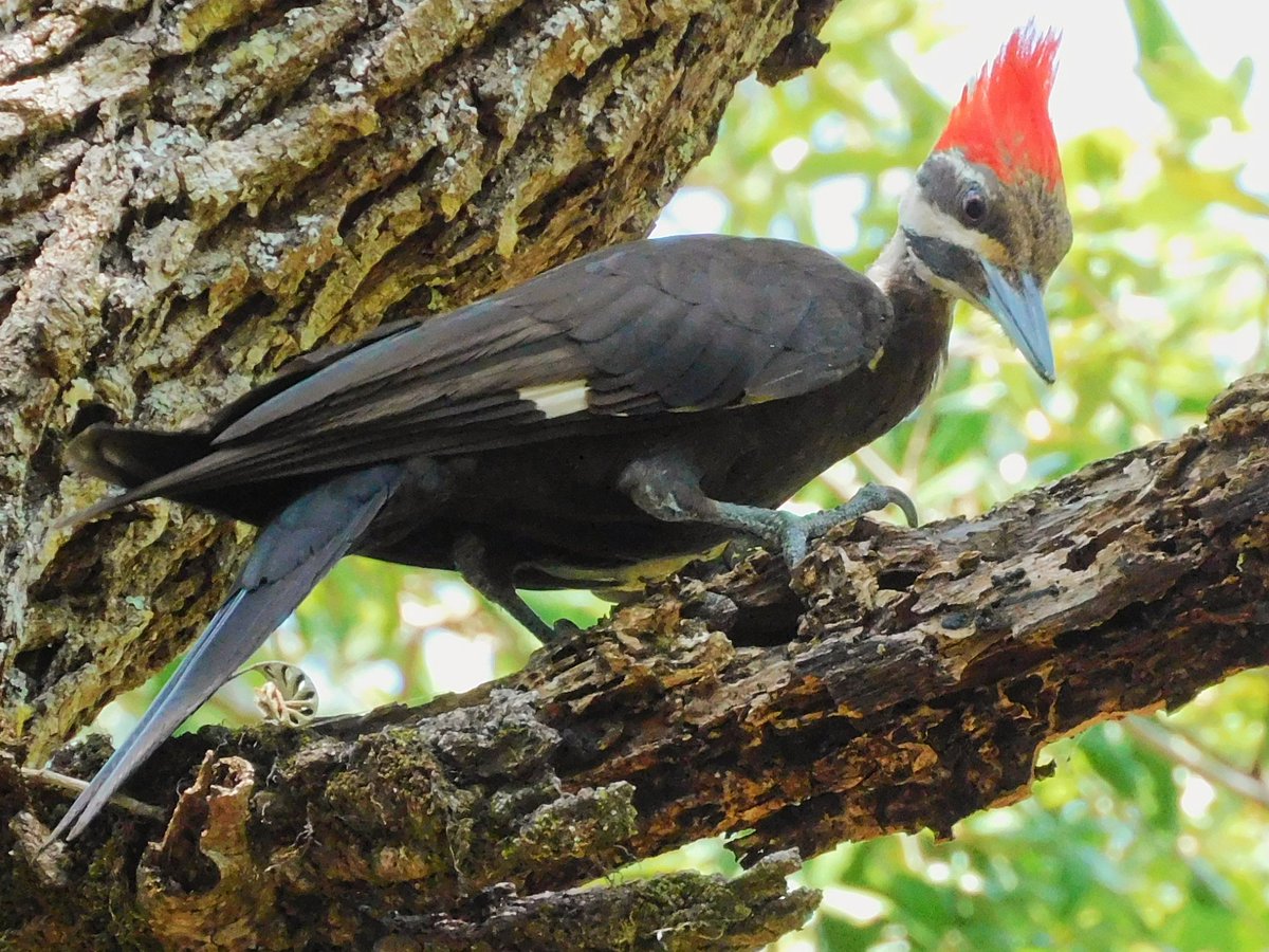 Standing under a tree, and a chip of wood falls on me 🫨 This is Gerry, the mischievous Pileated Woodpecker 😍