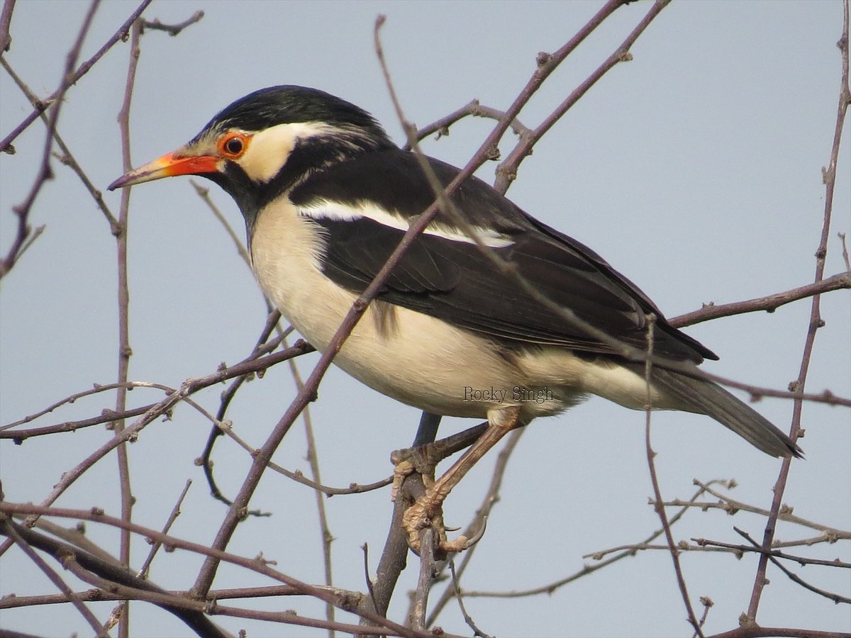 What’s “Pied”? Any creature that has 2 dominant colours, usually Black n White. This then, is the pied Starling. They love soft wet ground and use their strong beaks to look for food in the topsoil so you’ll find them muddy often. A very distinct and easy to spot bird. @indiaves