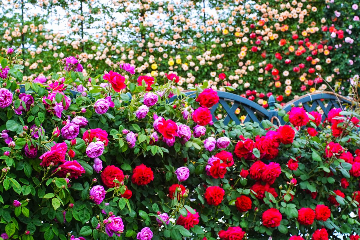 【rose wall】#薔薇の壁 
#あしかがフラワーパーク 
#photo #tochigi #sony #α7IV 
#カミソリマクロ #鷹の目ロッコール 
#TLを花でいっぱいにしよう 
#ファインダー越しの私の世界 
#キリトリセカイ