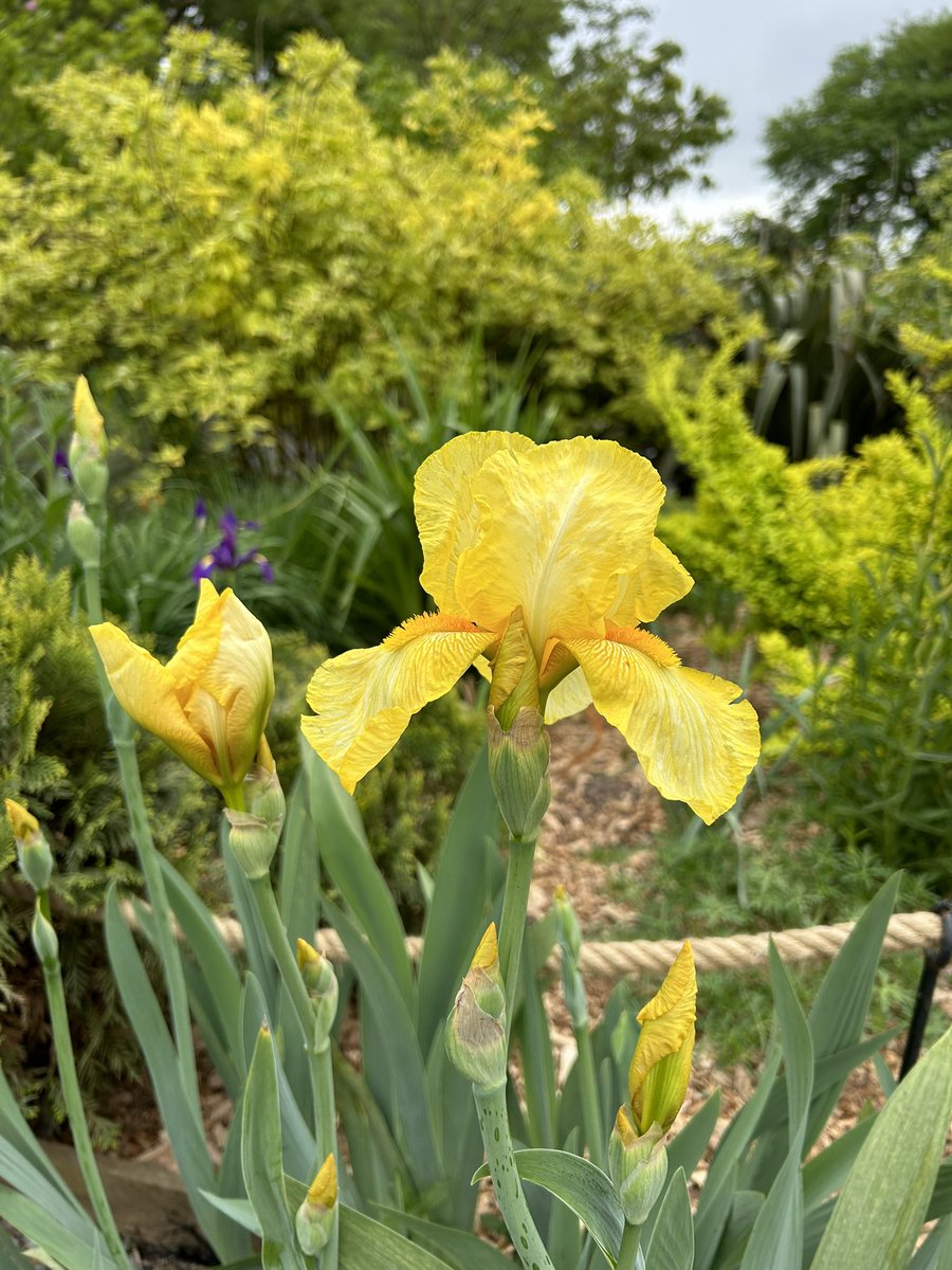 🙂‍↔️🌝💛 #sundayYellow #irisgermanica