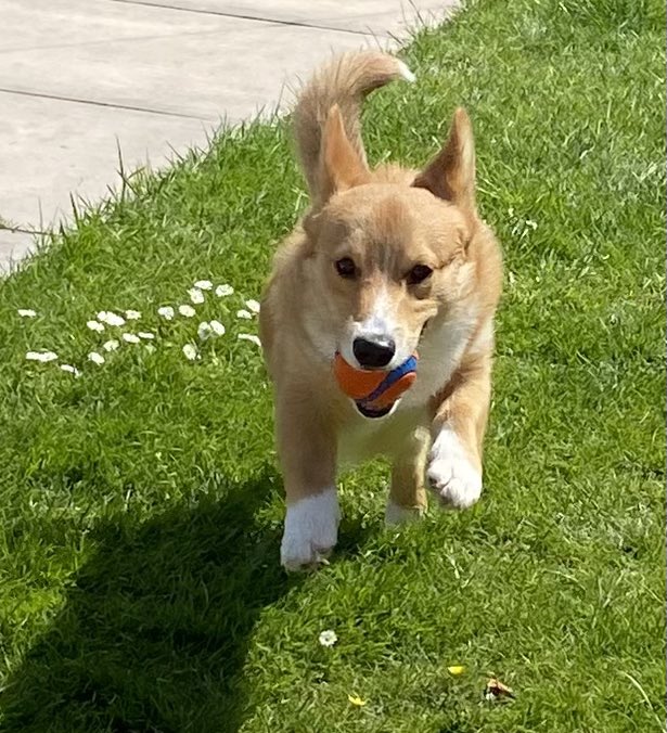 Lemmy enjoying his playtime in the garden