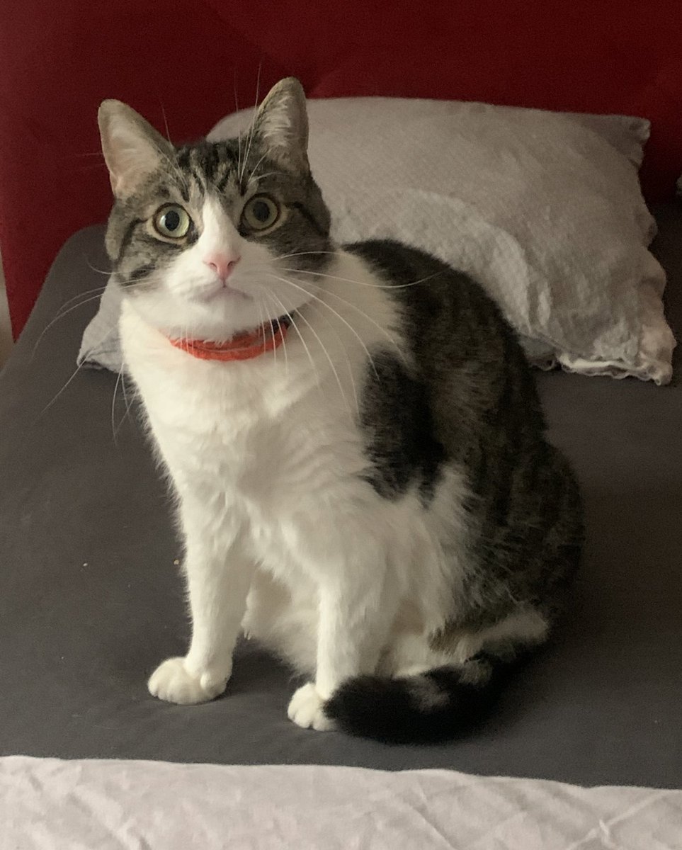 chatmignon__'s tweet image. coucou toto .. maman est rentrée