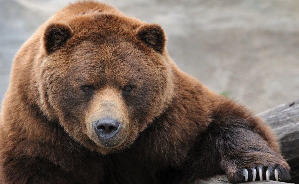 از تمام حیوانات آن منطقه دعوت به همکاری می‌شود.