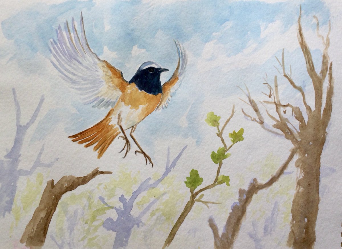 Quite a few Redstarts up near Bolam lake, busy with nesting activity, never noticed as many in previous years, watercolour sketch. Have a good evening all 👍