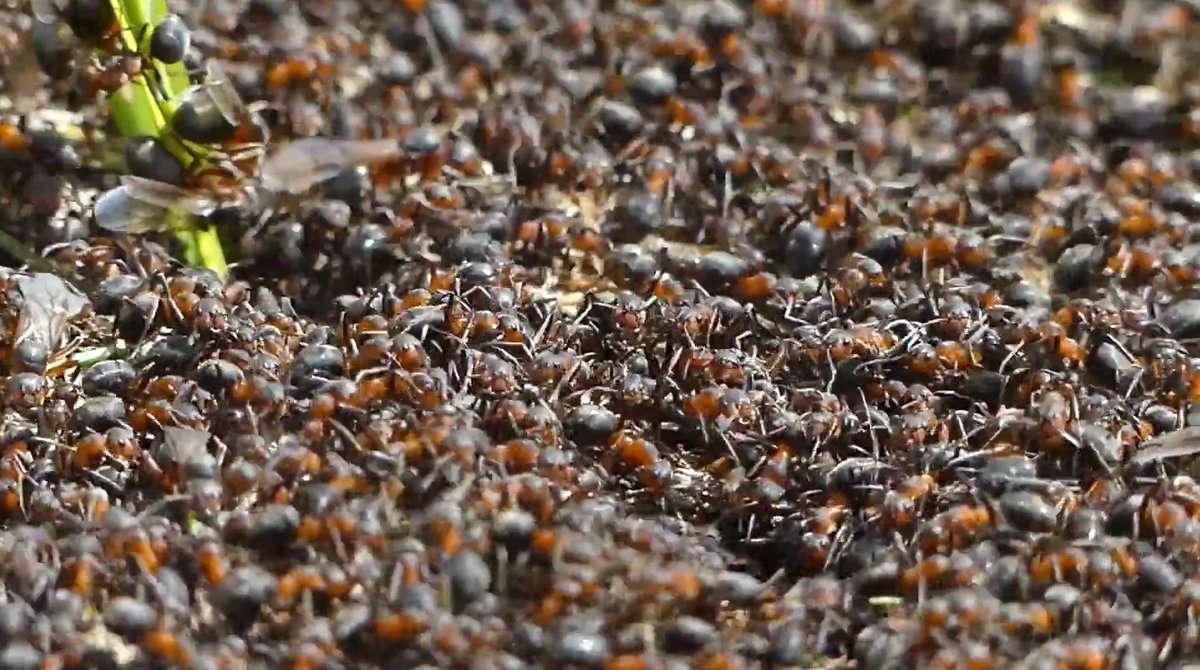🇬🇧 How many #secrets does a small #ant hide? Many! For example, eusociality: one of the most complex social organizations in the animal kingdom, including humans. Discover more: youtube.com/watch?v=Fv602f…