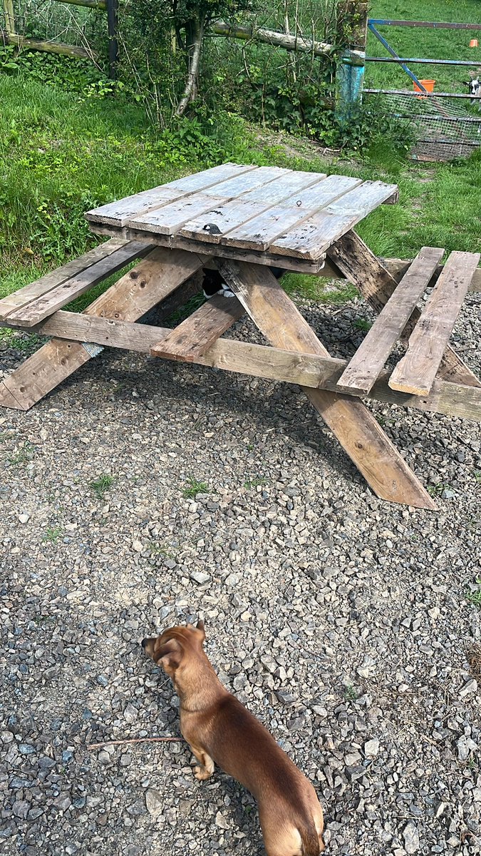 I mentioned to BF this morning that I wanted a table for the garden. Had a bad night last night so had a nap and woke up and went out to find this, which he has made from pallets because we can’t afford one: