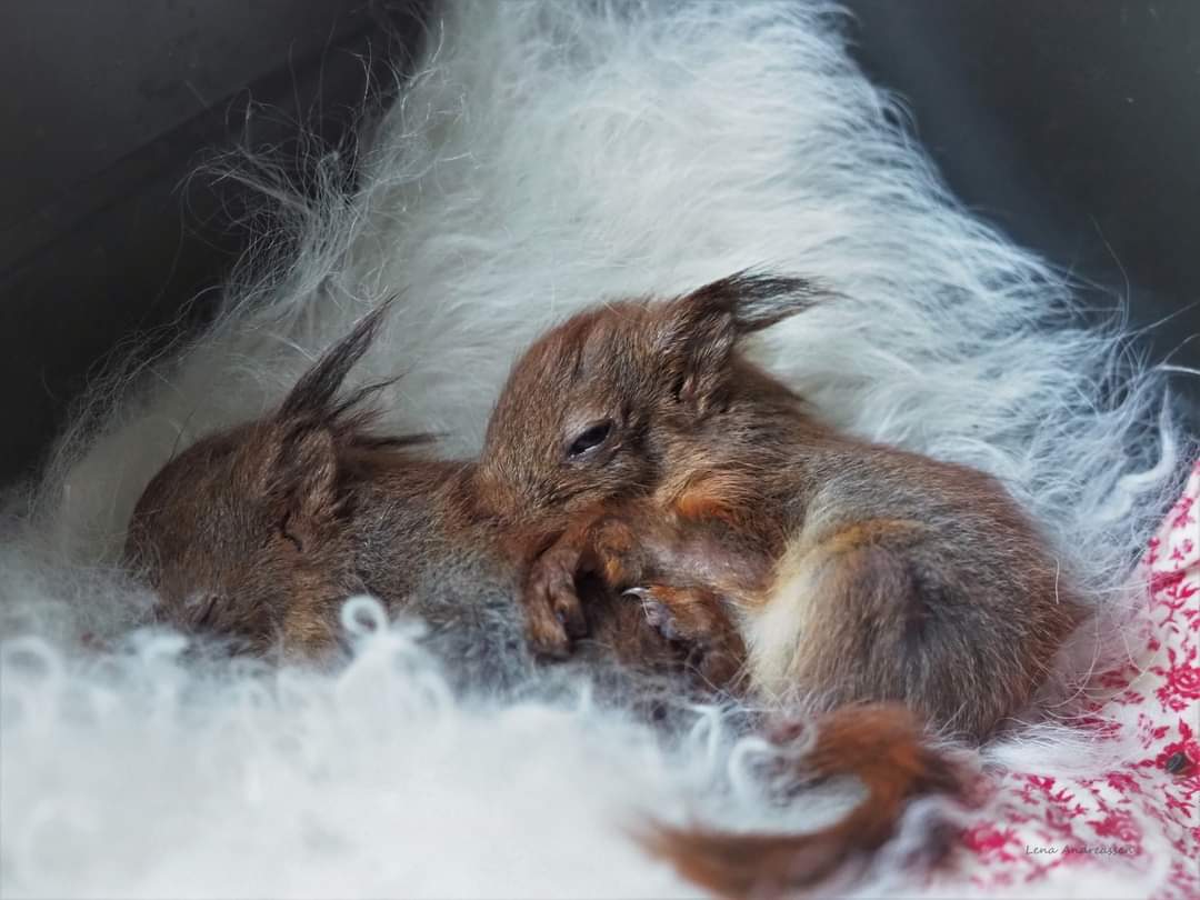 3 new baby Boys in foster care . The third one was sleeping another place 💙💙💙 They are very tiny and have been without their Mother for a Whiile poor babies . I will do my best to save them 💙💙💙 Jæren Norway 19 Mqy 2024 #fosteringsaveslives #baby #squirrel