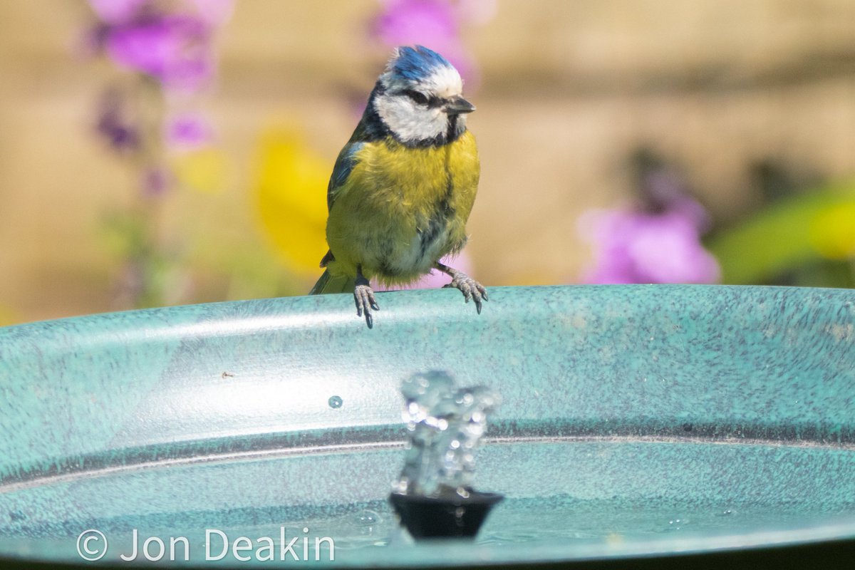 It's going to be a hot one. Birdbath scrubbed, fresh water put in. First customer please!