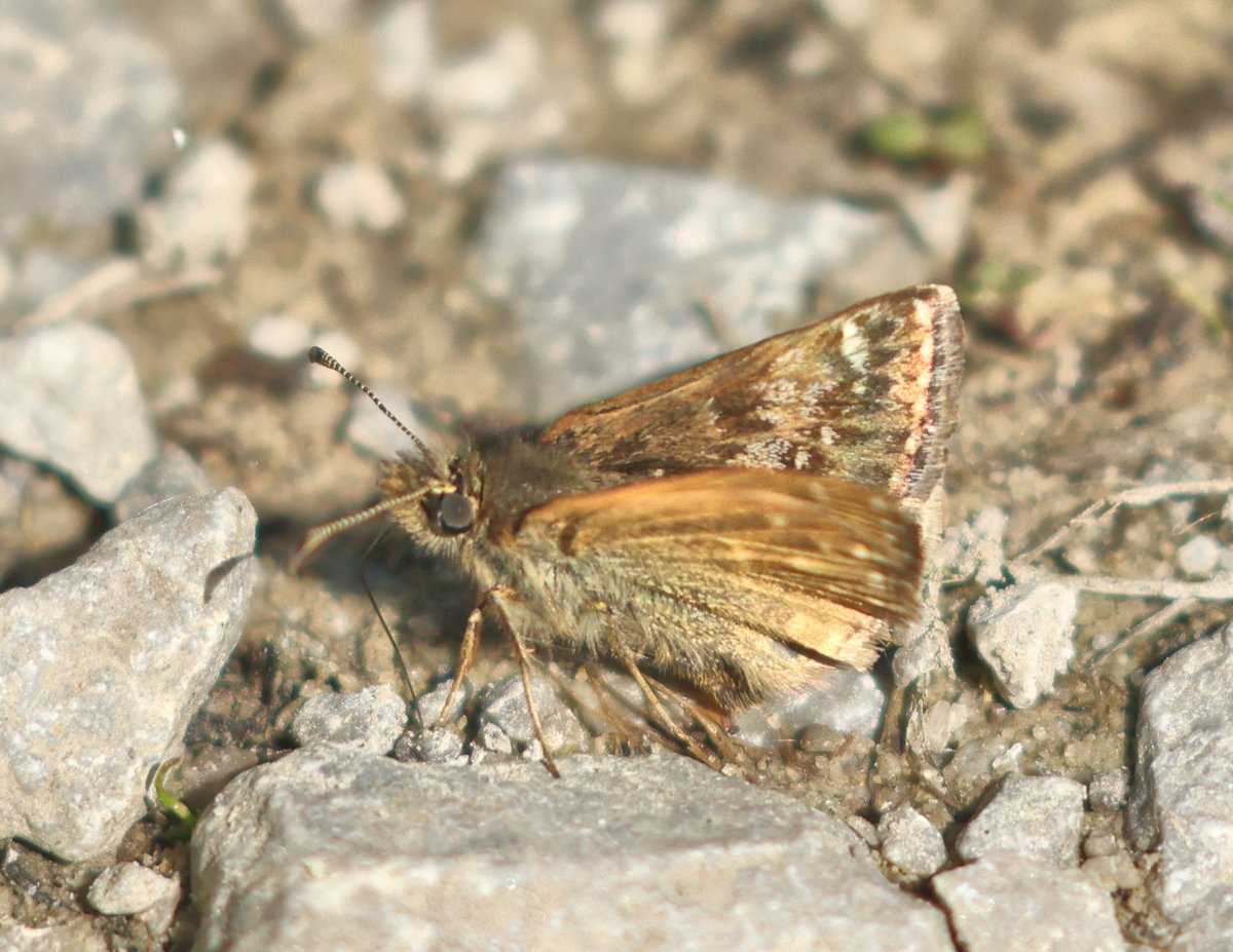 Dingy Skipper A site first! this morning at Low Moor Banks, Low Moor Bradford. Never recorded it before at any south Bradford site. @BC_Yorkshire @ynuorg