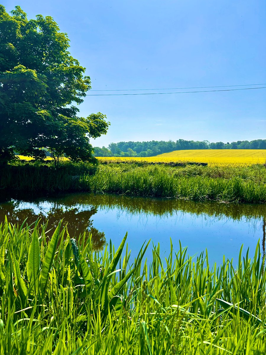 All calm on the Union Canal #SundayThoughts #photo #summer #May #country #Scotland