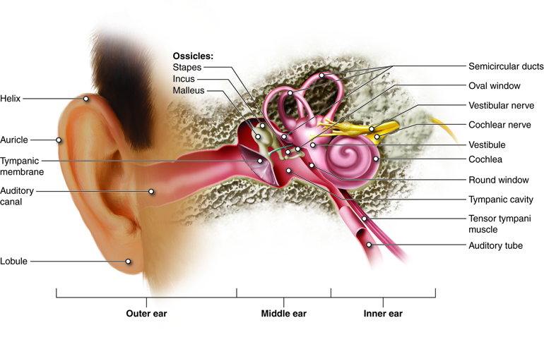 Loud Music, Hearing Loss, and Hearing Aids #HearingLoss #HearingAids #Music ratioscientiae.com/ratio-scientia…