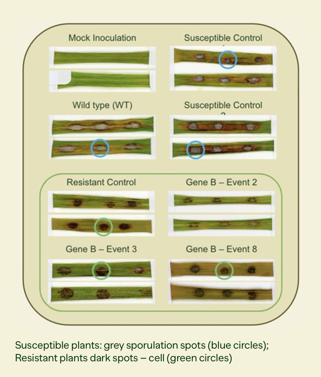 Gene-editing to protects rice from climate change.

Tropic is advancing a program of new gene-edited varieties with improved resistance against rice blast.

Using gene silencing to display very high levels of disease resistance.