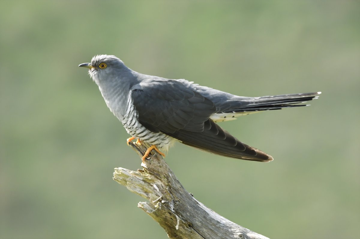 Wonderful male cuckoo Weardale this morning.