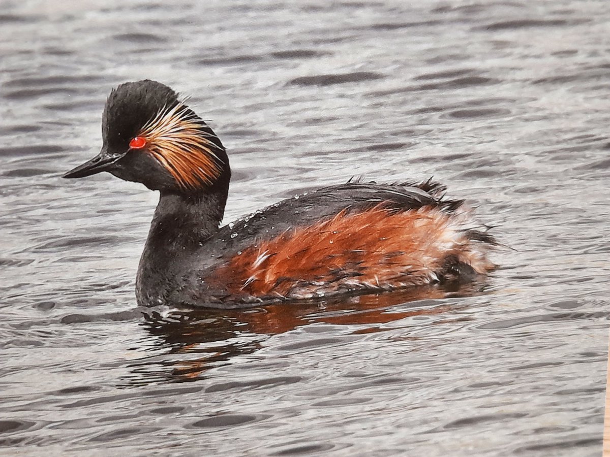 Wishing you All a Lovely Sunday with this Beautiful Black-necked Grebe😃 Photo taken by Mike 🙋‍♂️