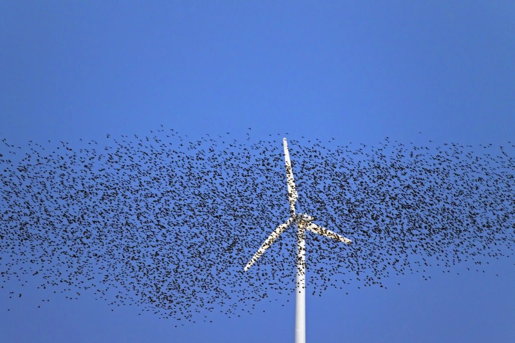 When did the environmental movement lose its way and become all about “green”. electricity? @audubonsociety and @Greenpeace used to care about dead birds and whales. And environmentalism used to be about so much more than power production.