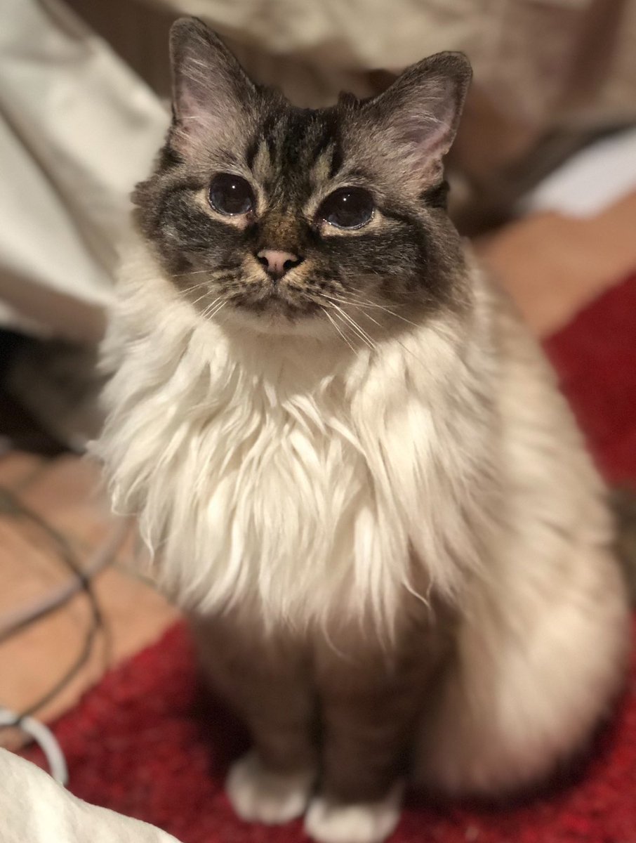 PrimcessPamcake's tweet image. I’ve been delaying this post, not knowing what to say. I still don’t know. 

Pamcake left us on the 14th, peacefully and painlessly, in our arms. It was her time. She is at rest. 

Pamcake, or to share at last her true name:

Misty Mia

26/11/2005 — 14/05/2024