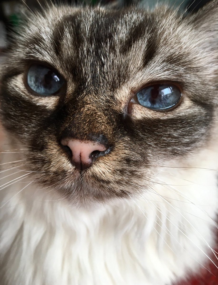 PrimcessPamcake's tweet image. I’ve been delaying this post, not knowing what to say. I still don’t know. 

Pamcake left us on the 14th, peacefully and painlessly, in our arms. It was her time. She is at rest. 

Pamcake, or to share at last her true name:

Misty Mia

26/11/2005 — 14/05/2024