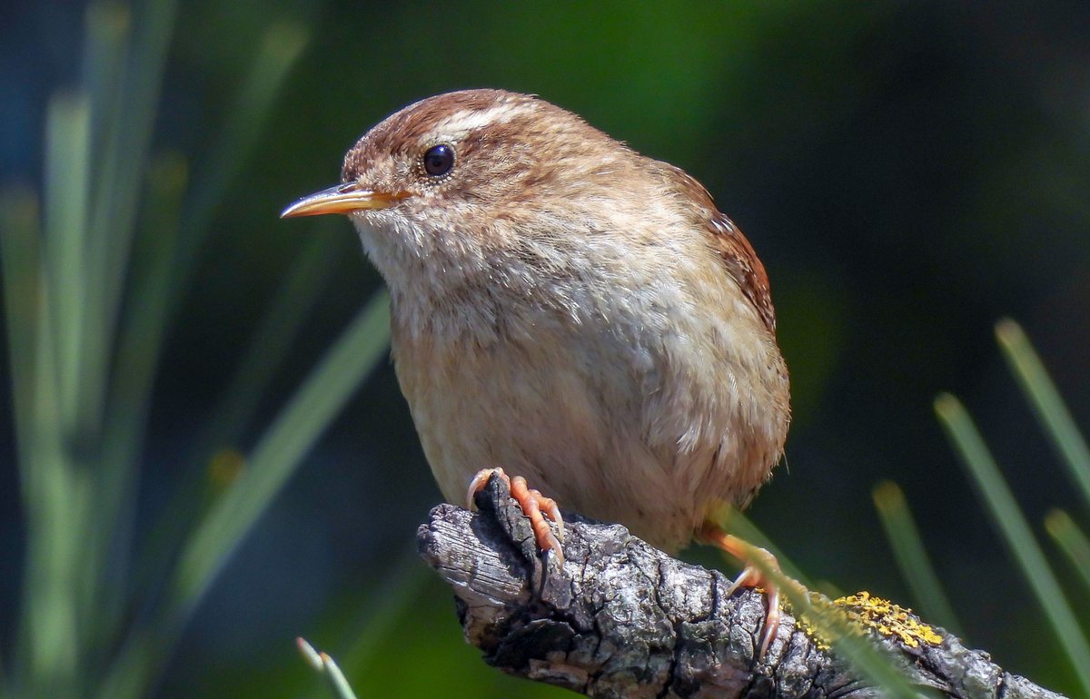 Male Wren at Aberavon. S Wales.