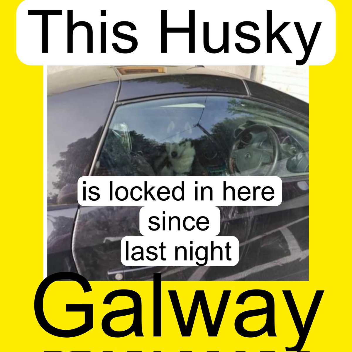 Hilltop & Cappabaun Sanctuary (@catlowry54) on Twitter photo Rescue in #Connemara shared this....needs out ASAP Do you recognise this dog #Husky #Renvylerescue <a href="/gardainfo/">Garda Info</a> Rescue in #Connemara shared this....needs out ASAP Do you recognise this dog #Husky #Renvylerescue <a href="/gardainfo/">Garda Info</a>