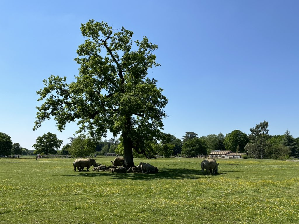 Pitch for tree of the day at the Cotswold wildlife park