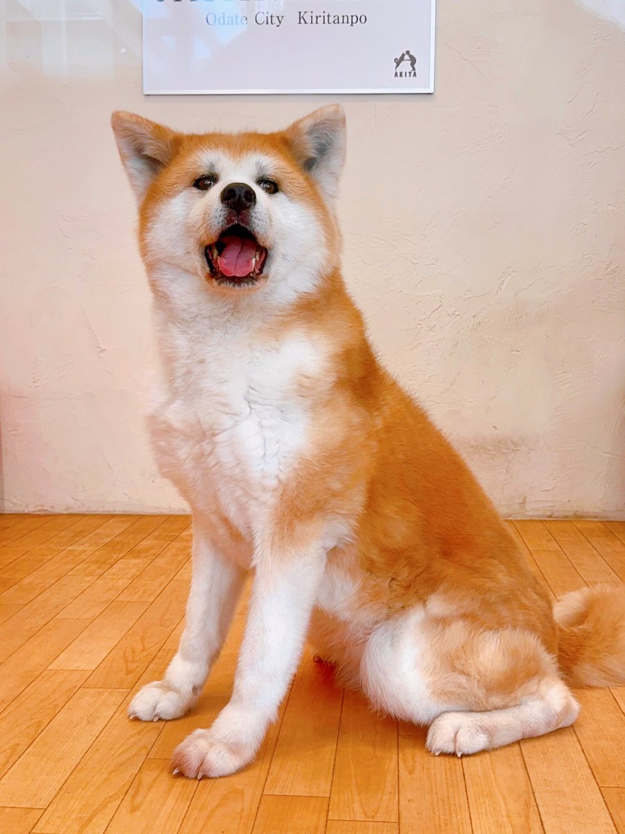 Kuro_sei's tweet photo. 兄が結婚するので、顔合わせで週末秋田に。職場は上も下もフランクだし、普段から雑な会話しかしないから、真面目に会話するの難しかった…笑 https://t.co/XoPK5imEpo