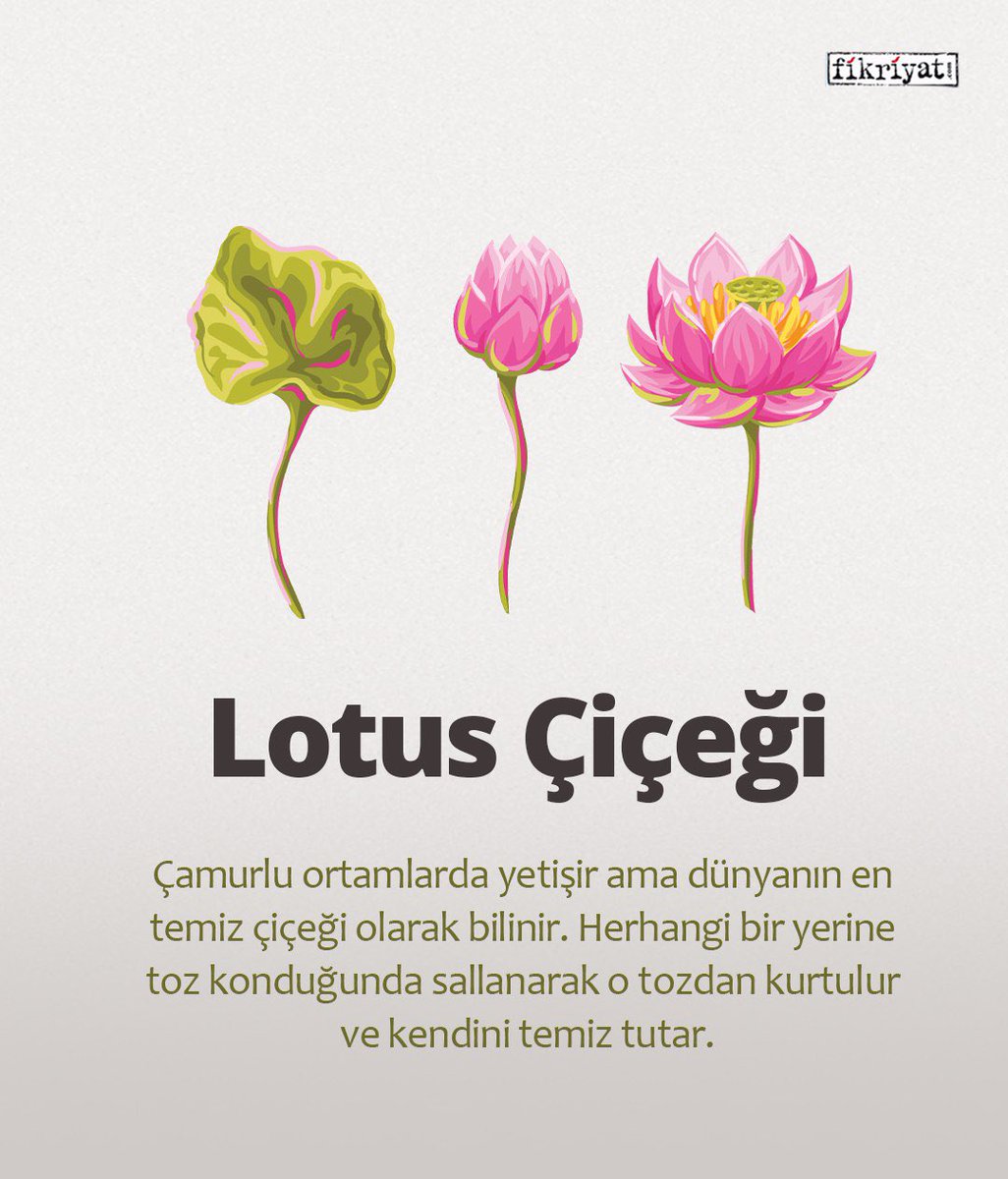 “Bataklıkta çiçek olmak insanın da kaderidir.” 🪷