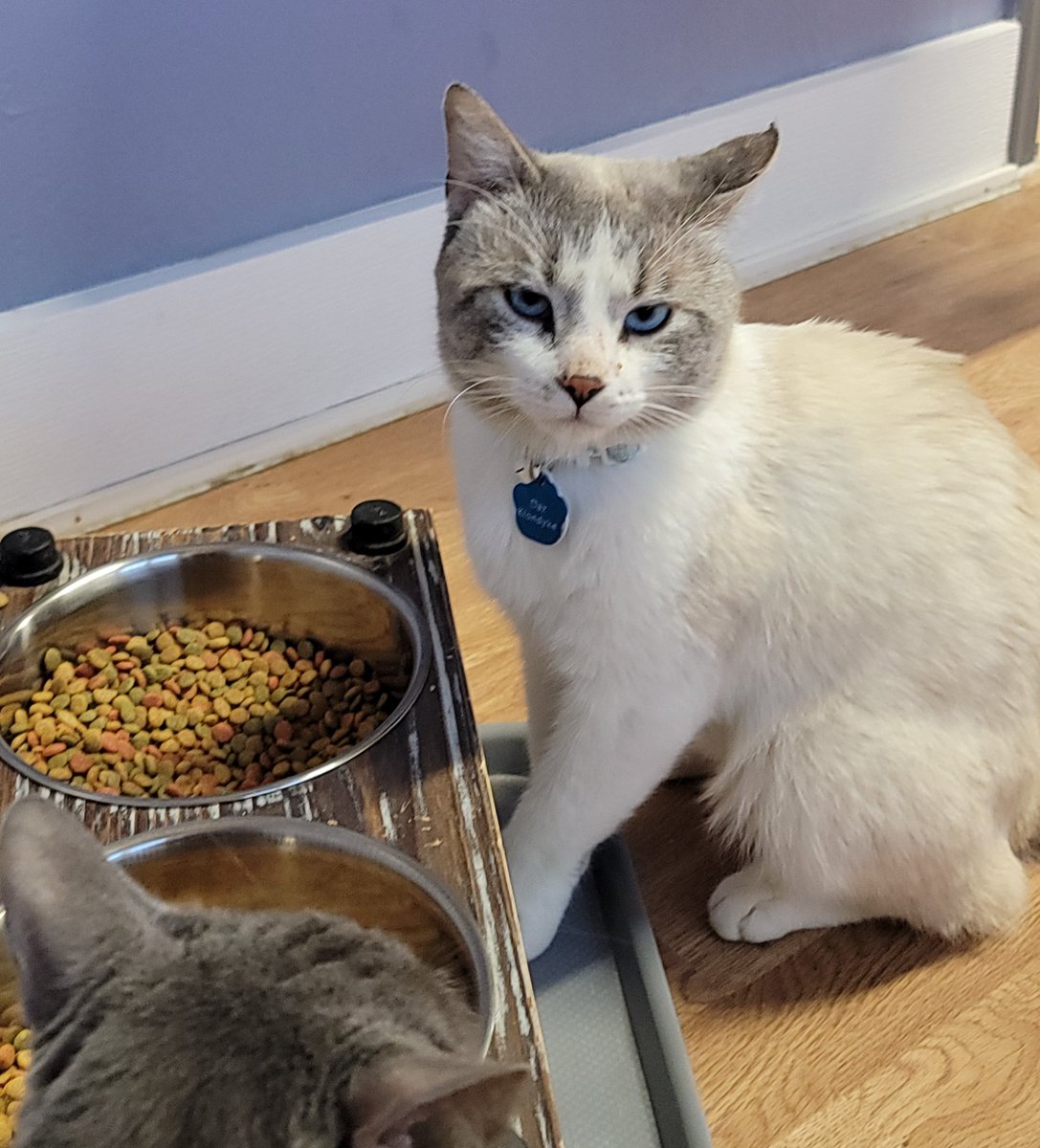 Human, why is my bowl only half full? Please go fetch me some more as I may starve. Daz Klondyke