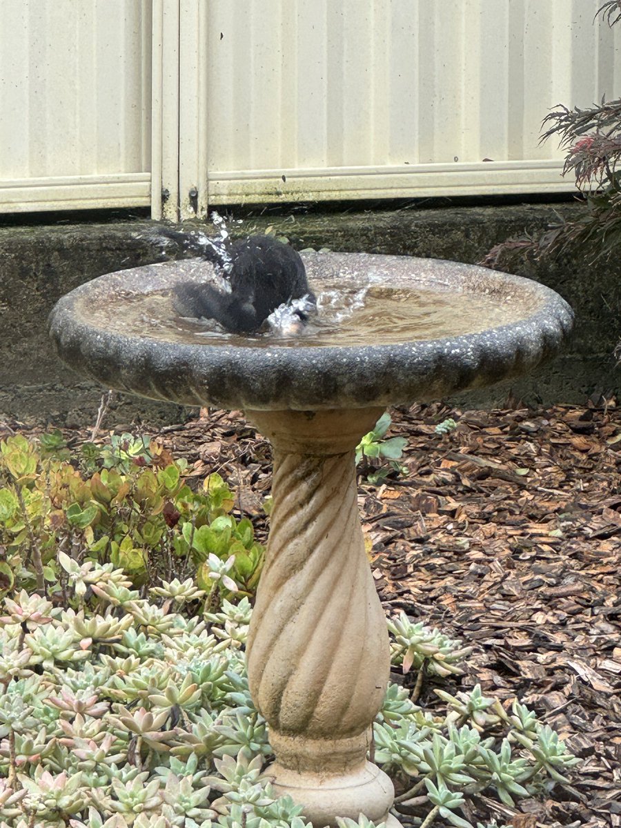 Our resident male blackbird splashing around! @Stevewal63 @CarlBovisNature