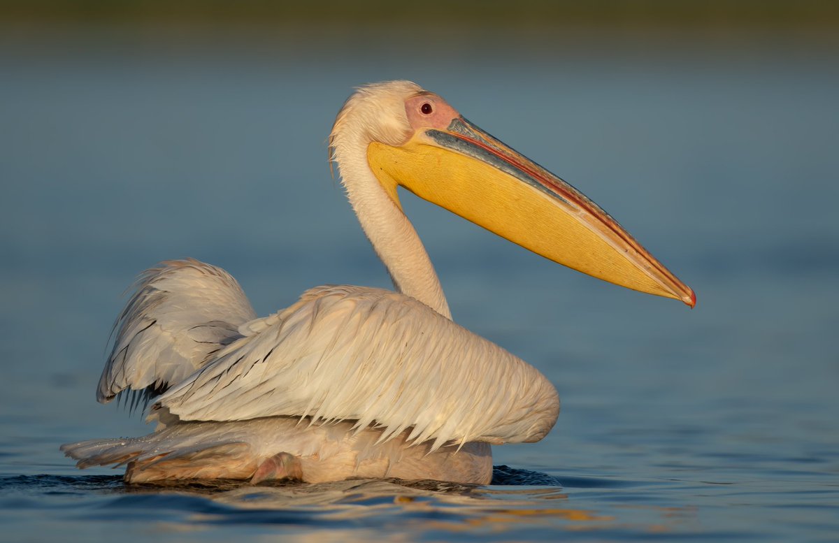 Great White Pelican on a early start in the Danube Delta, Romania. A large flock on the lake resting and fishing, at the start of their breeding season.