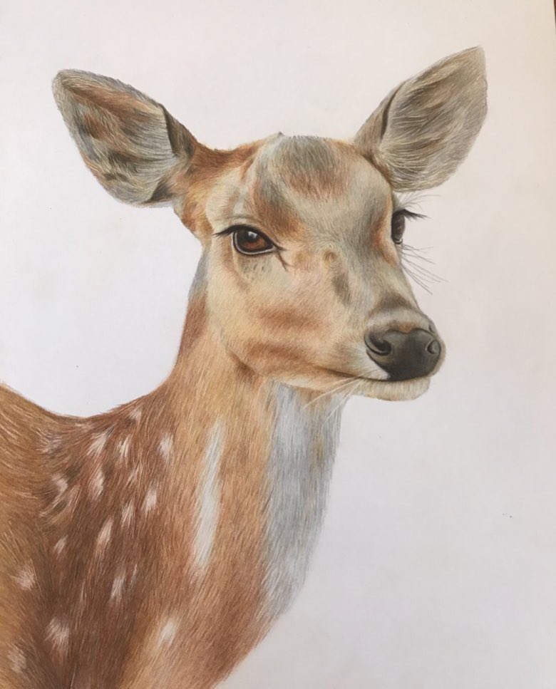 Hello #NFTCommunitys ❤️

❌Just 1 edition left to sold out ❌

🦌Gazelle 

🦌only 3.99 $xtz 👇

👩‍🎨physical painting with colored pencil 

#NftColllector  #tezosart  #LeilaArt97 

 objkt.com/tokens/KT18efv…