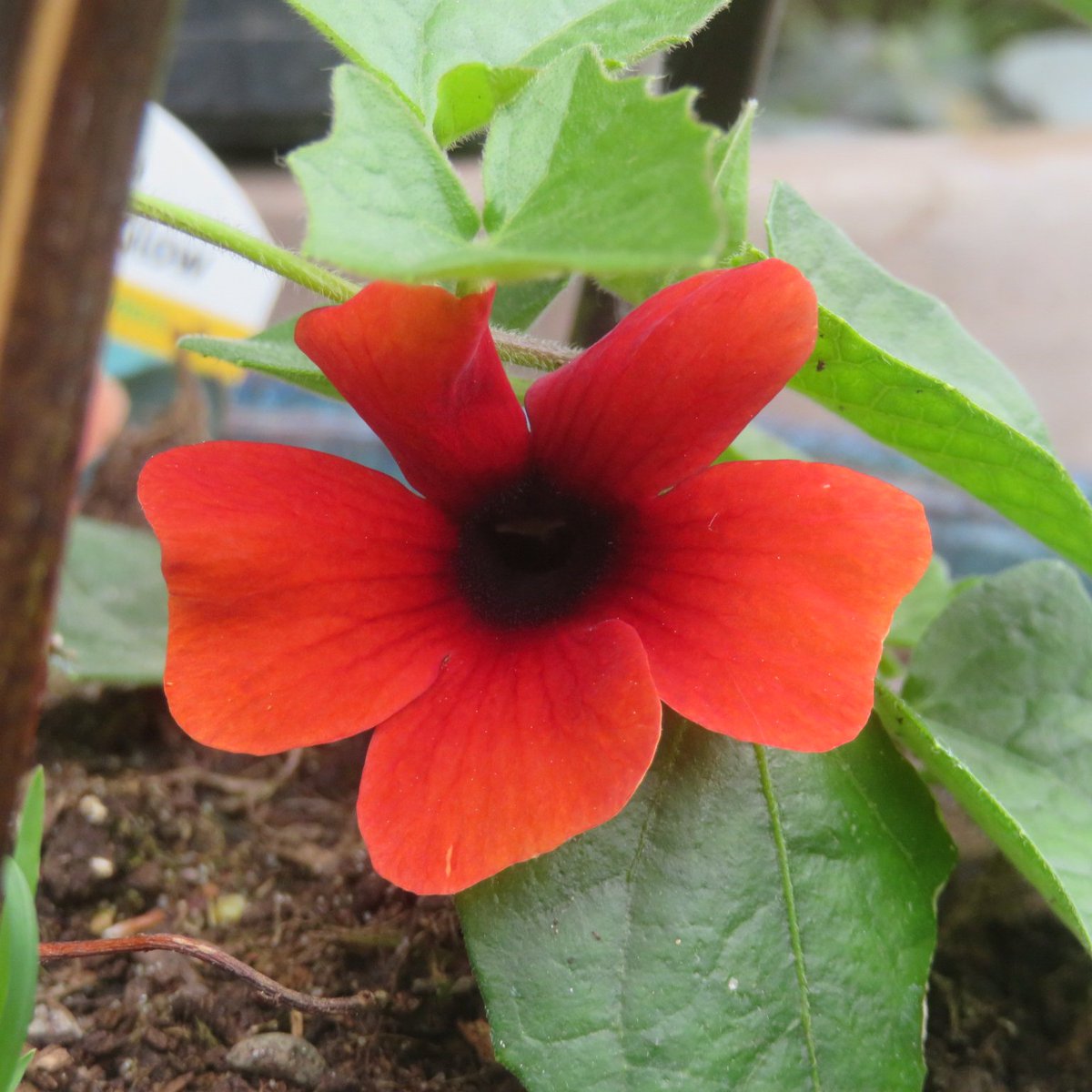ThreadSquirrel's tweet image. The first flower has opened on #Thunbergia alata 'Glow'.