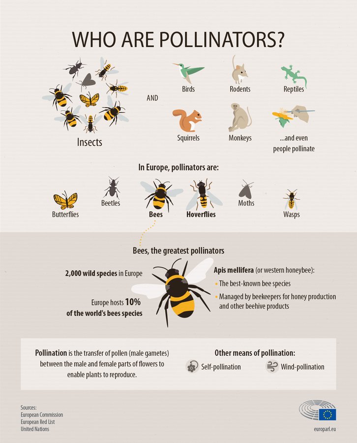 UNBiodiversity's tweet image. #DYK who are pollinators? 🐝

#Pollinators are an important part of the ecosystem, they move pollen within them or carry it from one flower to another. 🌱🌸 

To learn more ⬇️ #Biodiversity #Pollinators #ForNature @EU_ENV @EU @UN