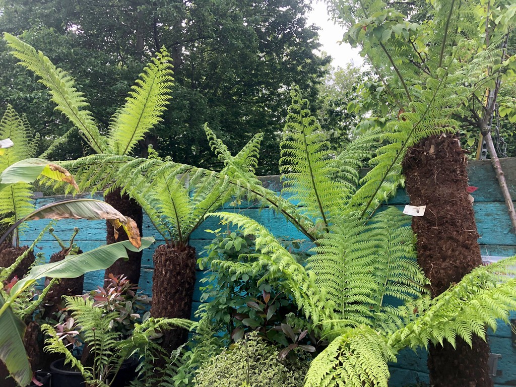 Our #treeferns are mostly unfurled  and growing into amazing specimens – many sizes to choose from
#gardencentre #since1983 #socialenterprise #camdentown #northlondongardeners #gardenlovers #house_plant_community #trainingandemploymentopportunities #plantsofinstagram