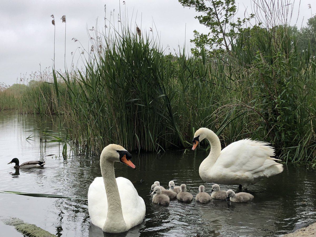 @WeAreERC @TeachersRunClub @runningpunks @UKRunChat glorious 🏃‍♂️ 19/31 for #REDMay with 138km banked so far. @SwanwatchUk some cygnets hatched 🐣 others still cooking!