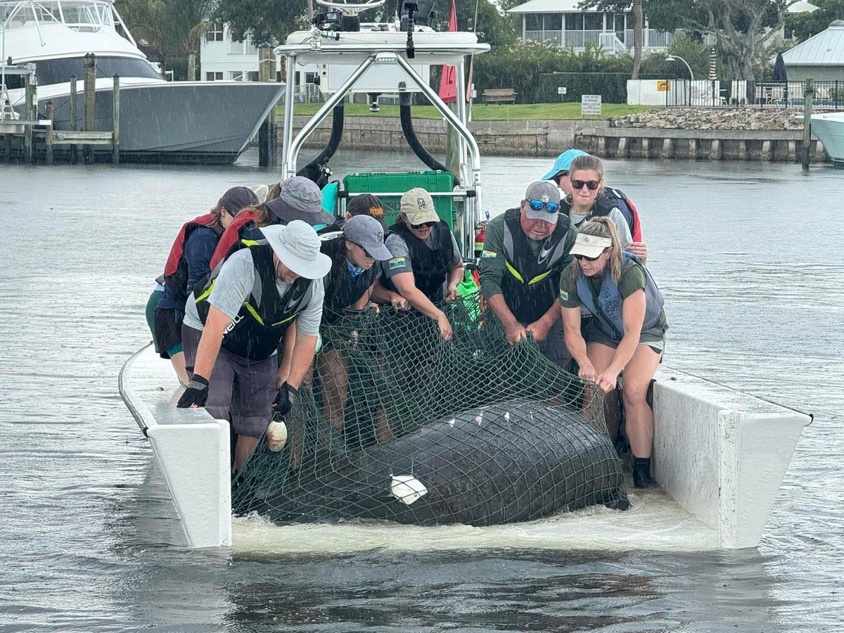 Manatees are one of the great treasures of our coastal community. Thank you @MartinFLSheriff and @MyFWC for helping this injured manatee!