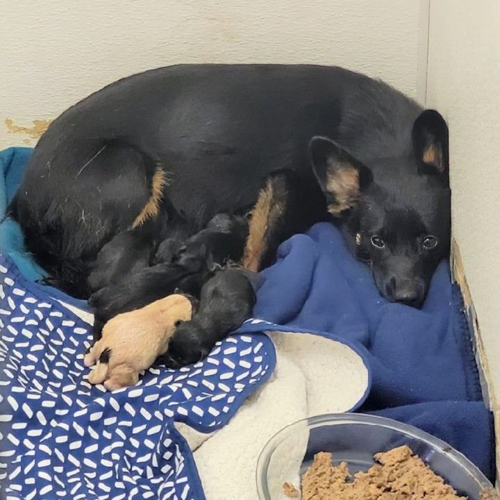 After more than 5 hours of active labor, Gracie has 7 beautiful puppies & she finally allowed staff to provide her with some soft comforts. 
May she be a great momma and may she remember, through this hormone induced phase, remember that not all people are bad.