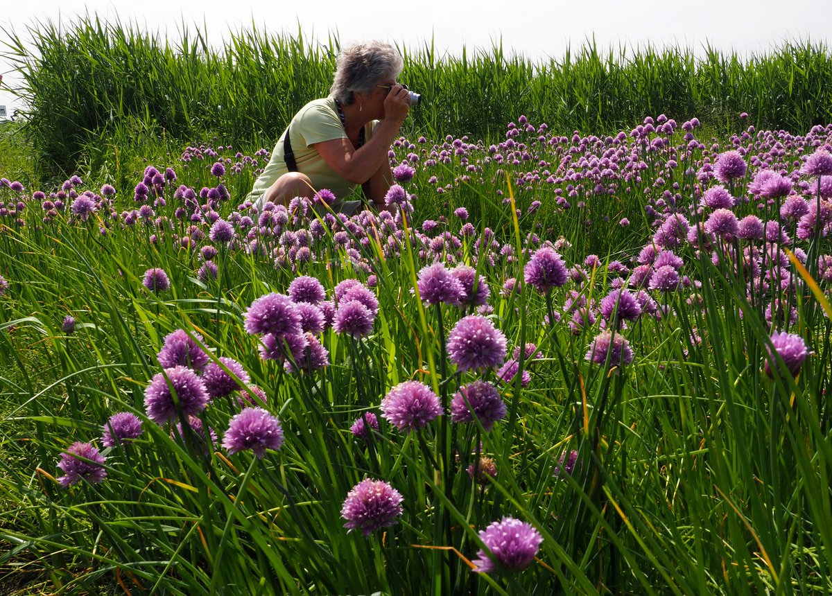 HettieZurMuhlen's tweet photo. Blokje-om 🚴‍♀️ langs wat bloemetjes en bijtjes🌹🐝 (Ik zit overigens op een niet-ingezaaide kop vh land van kennis) #tholen #bloemeneiland #eilandleven #PruukOpStelen #duizendschoon #bieslook #koolzaad #geluk https://t.co/SljjuRQjbf