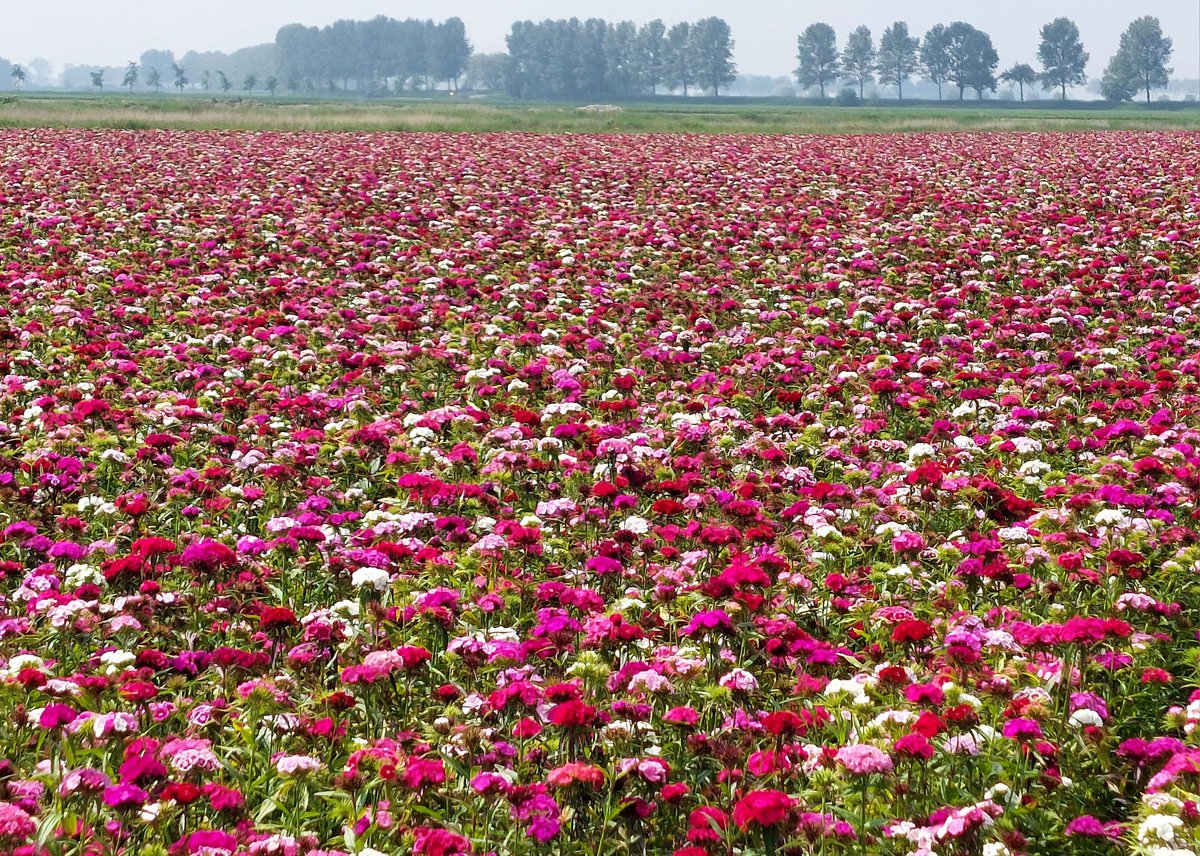 Blokje-om 🚴‍♀️ langs wat bloemetjes en bijtjes🌹🐝 (Ik zit overigens op een niet-ingezaaide kop vh land van kennis) #tholen #bloemeneiland #eilandleven #PruukOpStelen #duizendschoon #bieslook #koolzaad #geluk