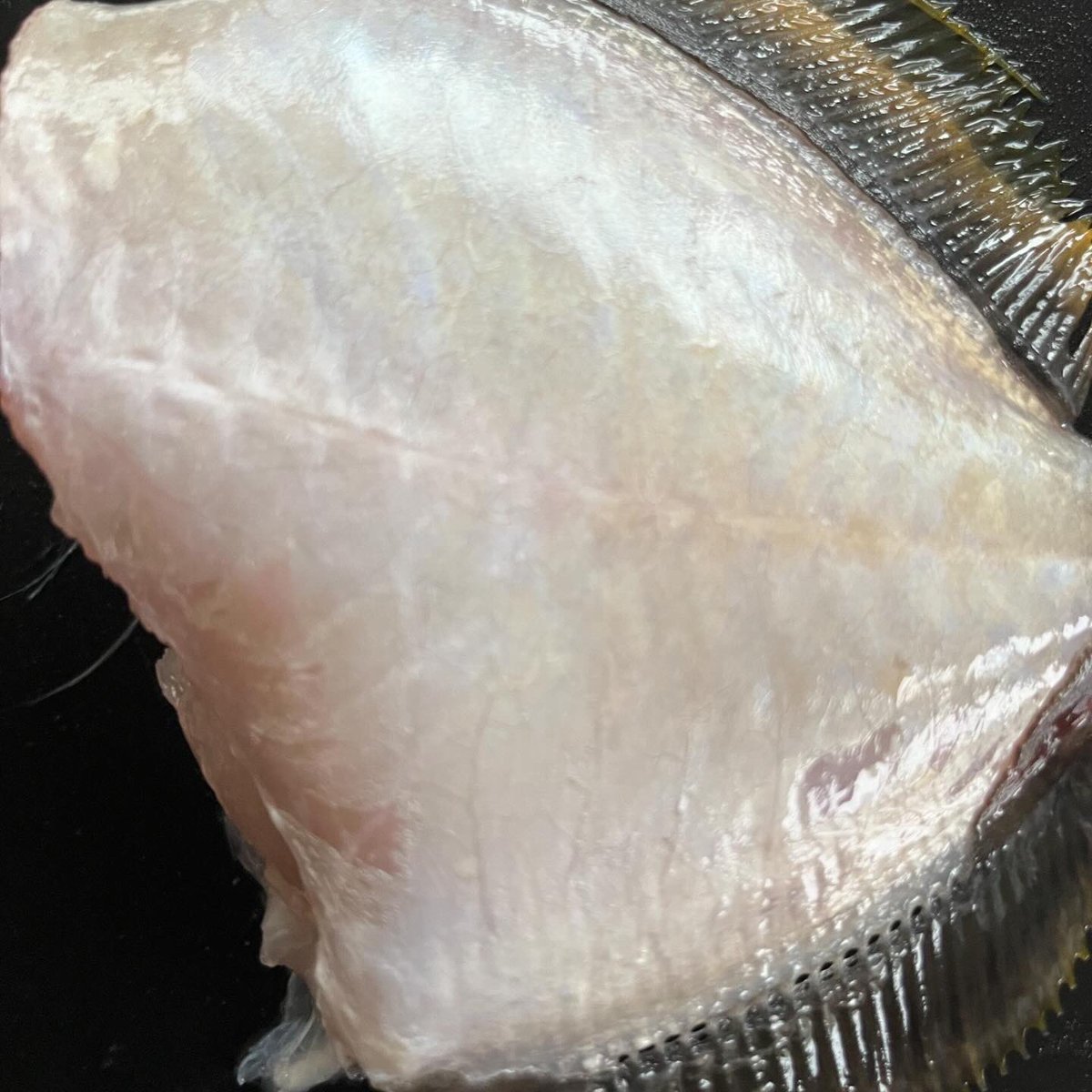 Sushichefm's tweet photo. カワハギ、ウ���カリカサゴ、アジ🐟夕飯の時間に追われ、全体的に丸い感じの盛り付けに😅皮剥ぐの快感。もみじおろしとポン酢で食べたら美味😊ウッカリカサゴも名前に「うっかり」がついてて可愛い😮魚類学者がカサゴとよく似たルックスのため、同じ種類だと勘違いしたそう😧本日も良き学びの時間📕⏳🔪 https://t.co/F2tCVpcVjs